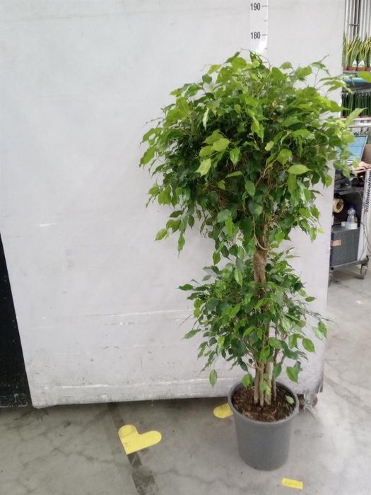 <h4>Ficus benja. 'Exotica'</h4>