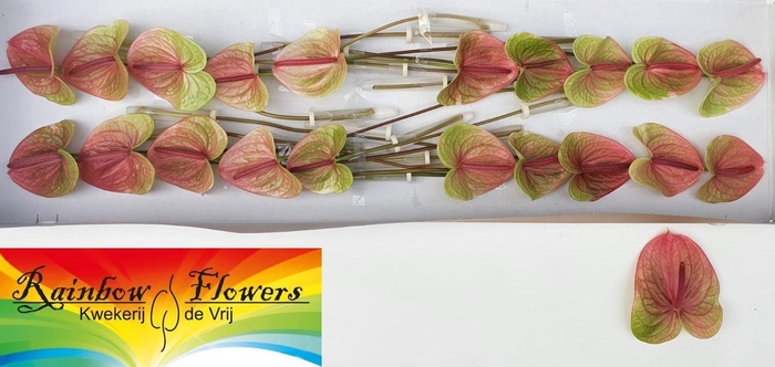 <h4>ANTH A AVO DANIELLE</h4>