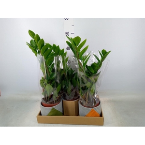 Zamioculcas zamiifolia