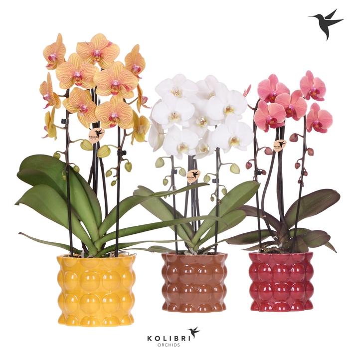 <h4>Kolibri Orchids Cascade Niagara Fall mix 2 spike in Cotton pot yellow mix</h4>