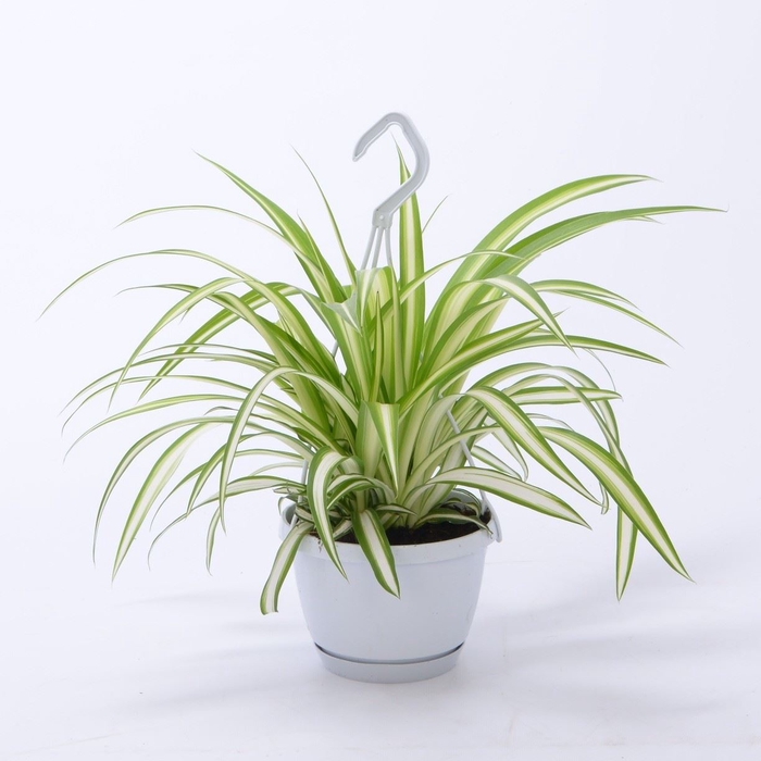 <h4>Chlorophytum com. 'Variegatum'</h4>