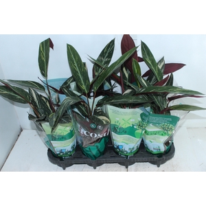 CALATHEA SPECIAL CAIS P12