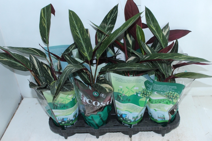 <h4>CALATHEA SPECIAL CAIS P12</h4>