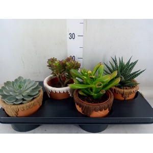 Succulents   ...