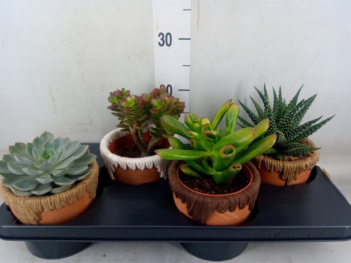 <h4>Succulents   ...</h4>