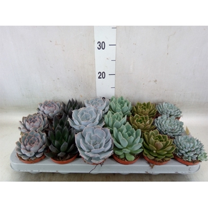 Echeveria   ...mix