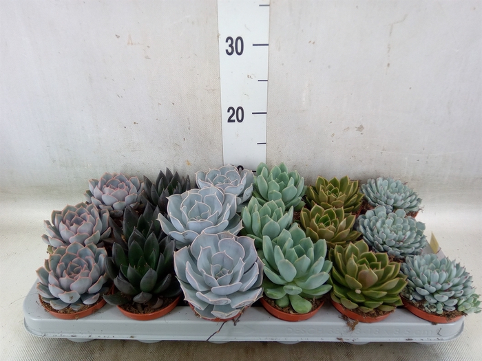 <h4>Echeveria   ...mix</h4>