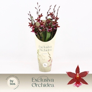 Barrocco Red, 5/6-spike 'Exclusiva Orchidea' Potcover