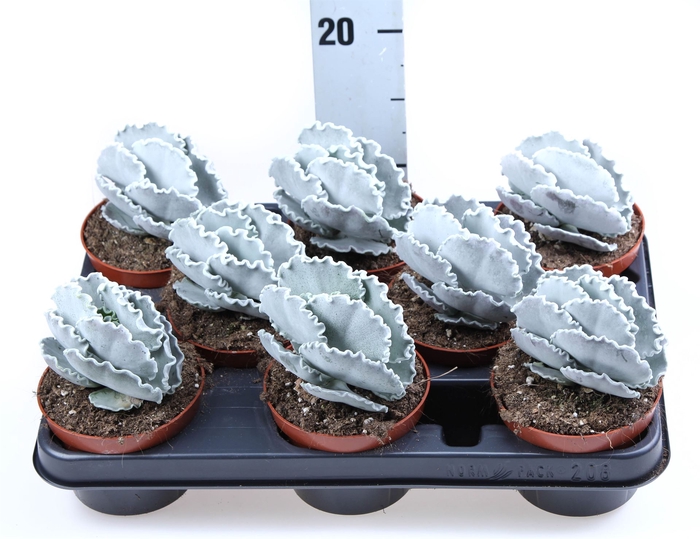 <h4>Cotyledon undulata</h4>