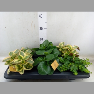 Peperomia   ...mix