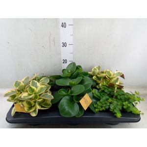 Peperomia   ...mix