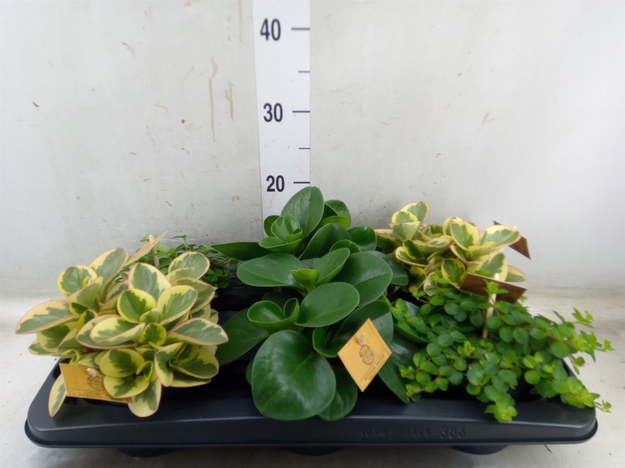 <h4>Peperomia   ...mix</h4>