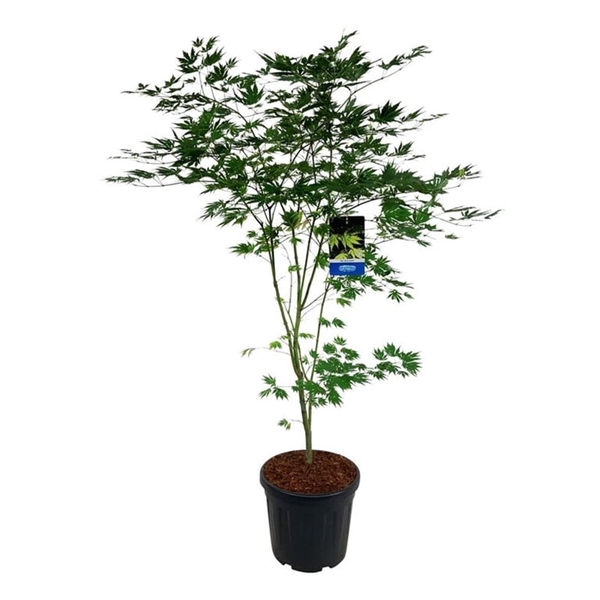 <h4>Acer Arctic Jade ®</h4>