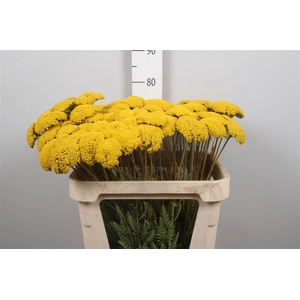 Achil F Parker Variety