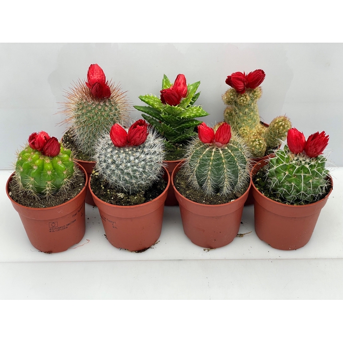 <h4>CACTUS VERSIERD</h4>