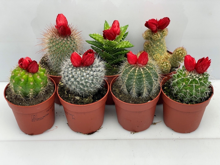 <h4>CACTUS VERSIERD</h4>