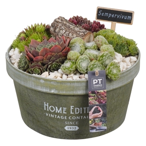 Arr.  Sempervivum L%