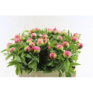 Paeonia L Flame