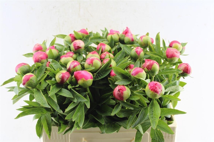 <h4>Paeonia L Flame</h4>