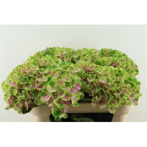 Hydr M Amethyst Pink 70-21