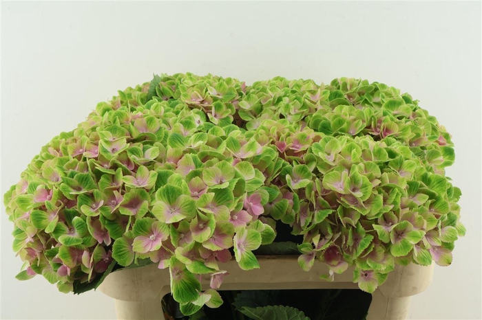 <h4>Hydr M Amethyst Pink 70-21</h4>