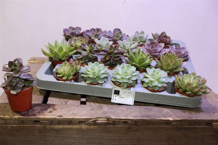 <h4>arr8 Echev Gem</h4>