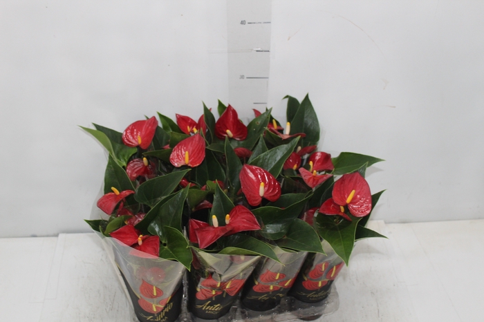 <h4>ANTHURIUM MICRA P07 VERMELHO</h4>