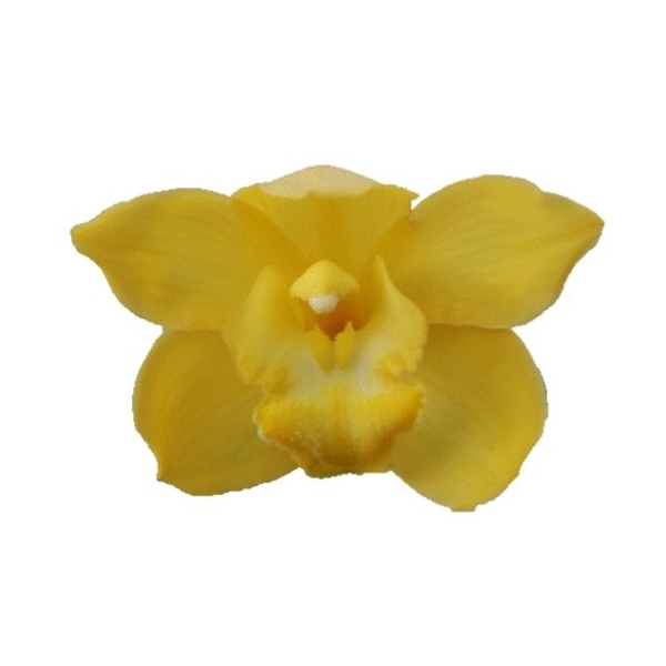 <h4>CYMB T ALBINO YELLOW</h4>