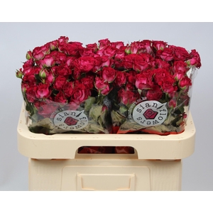 R TR CHERRY BLOSSOMS