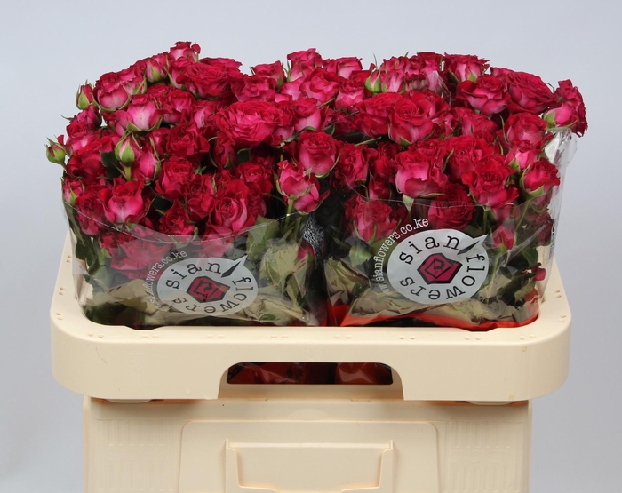 <h4>R TR CHERRY BLOSSOMS</h4>