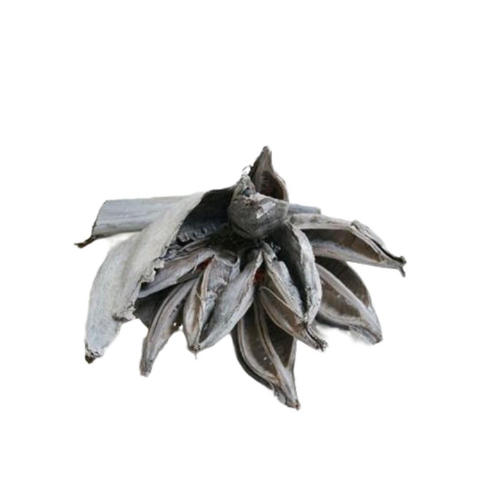 <h4>Dried articles Sororoca penca 35cm</h4>