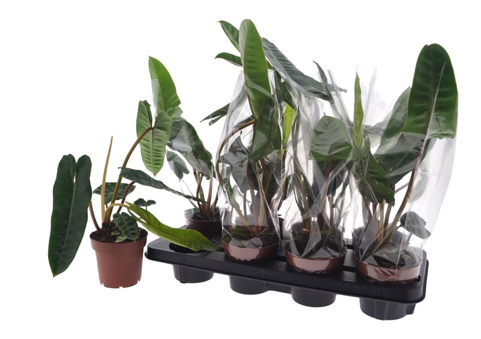 <h4>PHIL BILLIETIAE</h4>