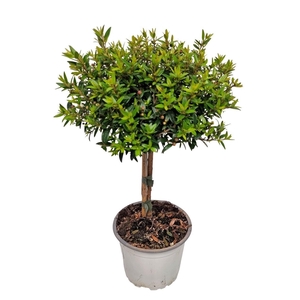 MYRTUS COM