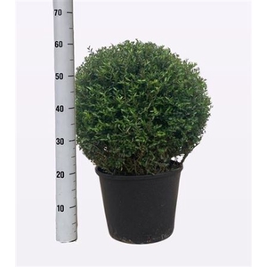 Buxus sempervirens overig