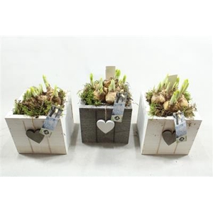 21005 HOUT WIT VK HARTJE