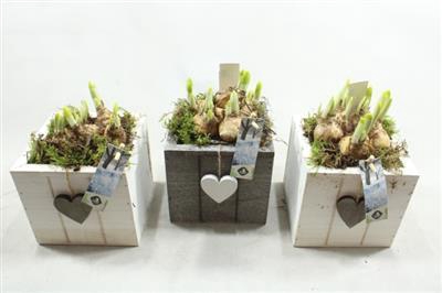 <h4>21005 HOUT WIT VK HARTJE</h4>