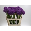 Allium Globemaster