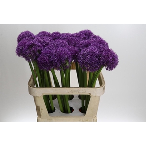 Allium Globemaster