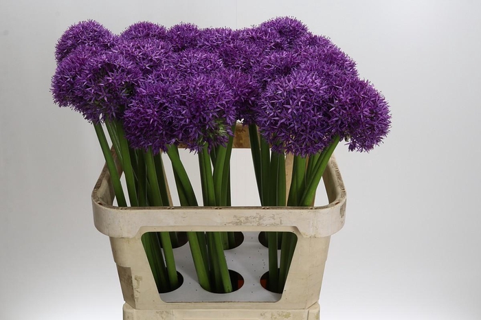 <h4>Allium Globemaster</h4>