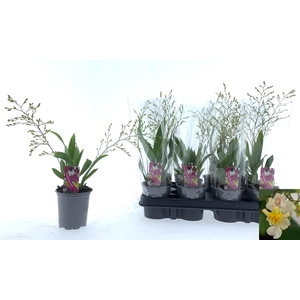 ONCIDIUM OV