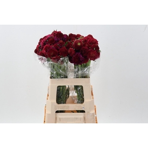 SCAB AT D CHER SCOOP