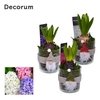 Hyacint Kerstglas met Gnoom HL13142 [PURE]