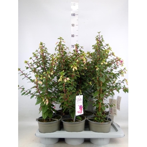 Fuchsia  'Bella Fuchsia Nora'