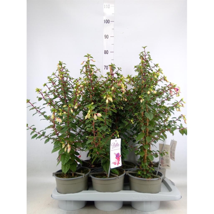 <h4>Fuchsia  'Bella Fuchsia Nora'</h4>