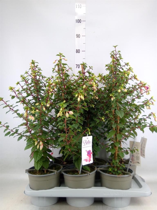 <h4>Fuchsia  'Bella Fuchsia Nora'</h4>