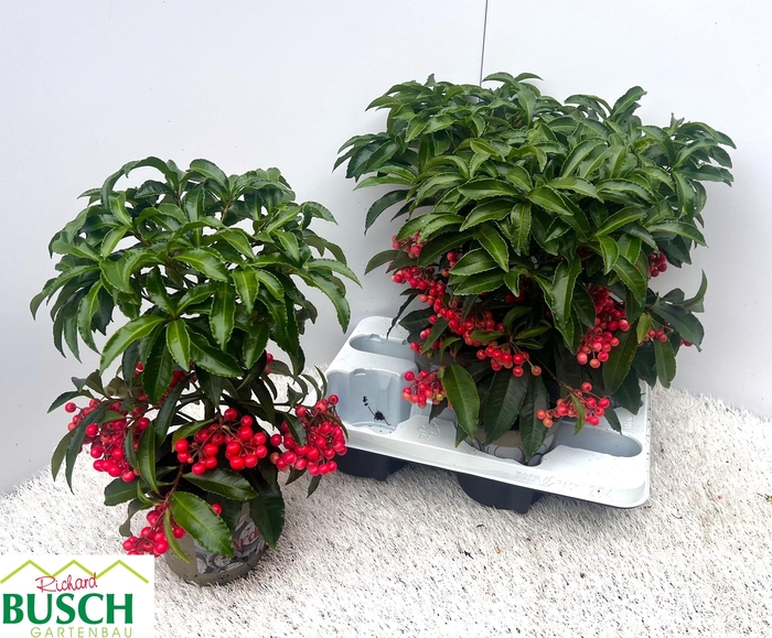 <h4>ARDIS CRENATA</h4>