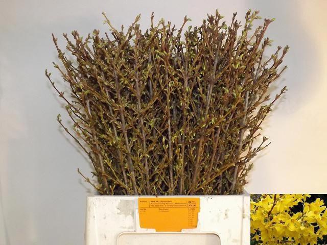 <h4>FORSY I SPECTABILIS</h4>