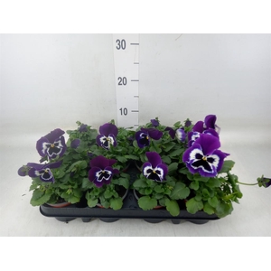 Viola wr. 'Alpha Purple White'