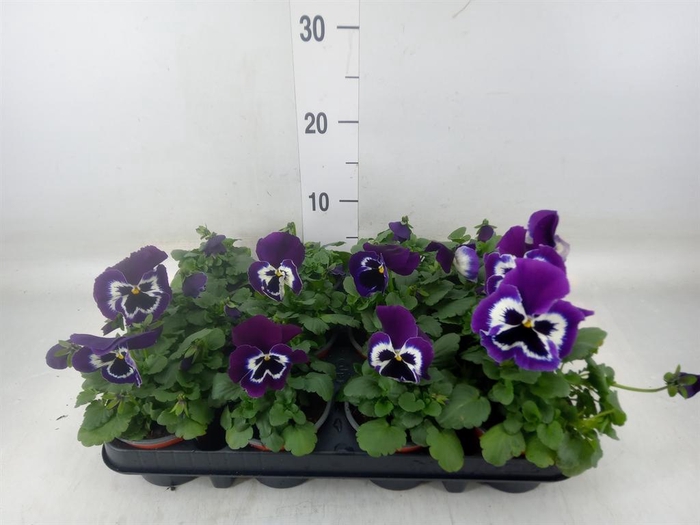 <h4>Viola wr. 'Alpha Purple White'</h4>