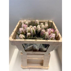 Tu Pa Silver Par Des